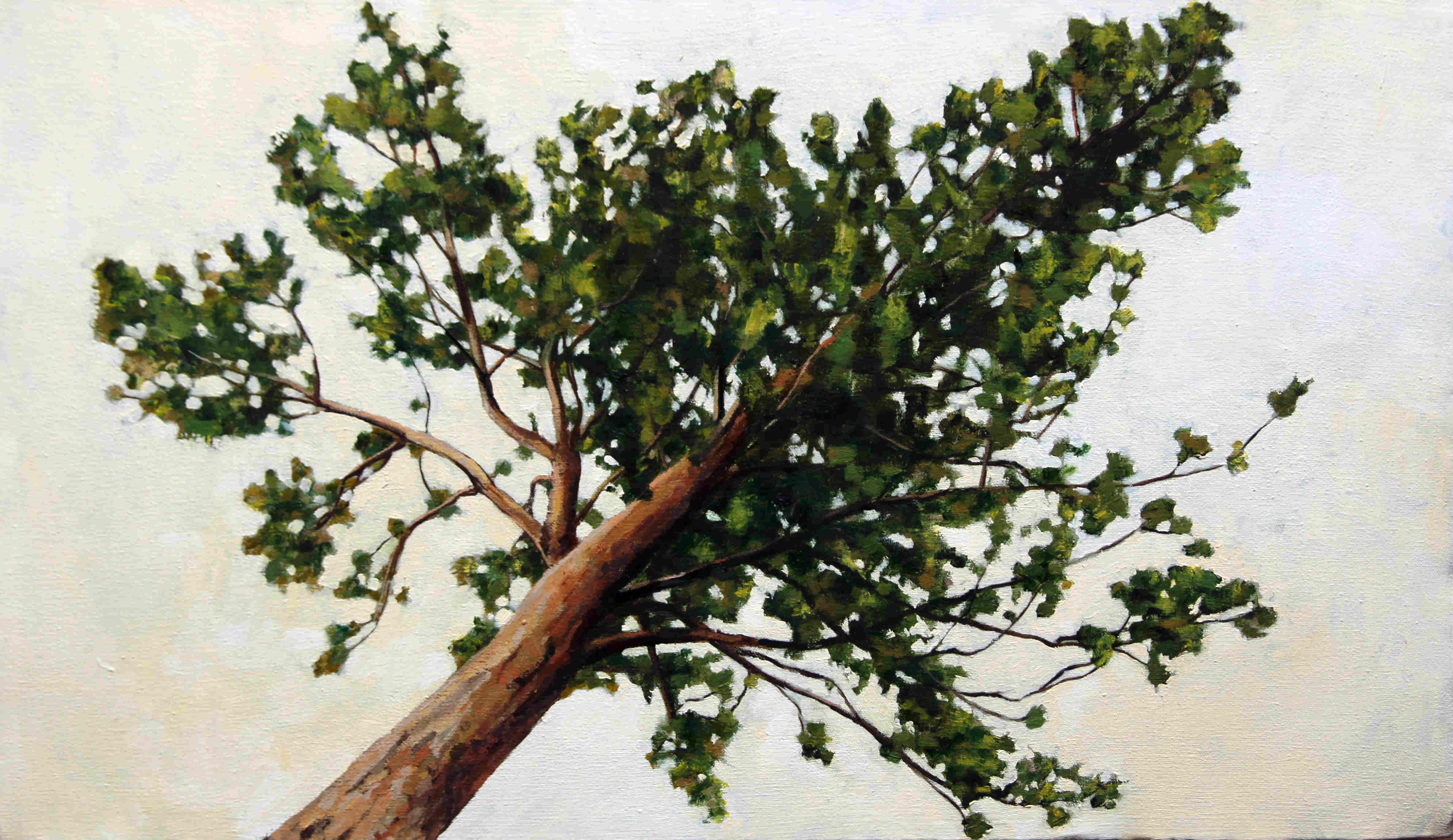 'St Andrew's Pine' by artist Gavin Weir